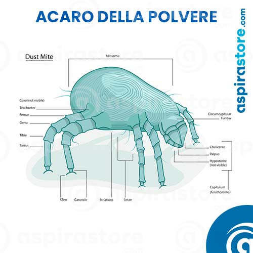 Acaro della polvere com'è fatto