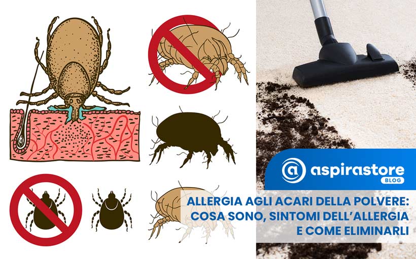 Allergia agli acari: cosa sono e come eliminarli