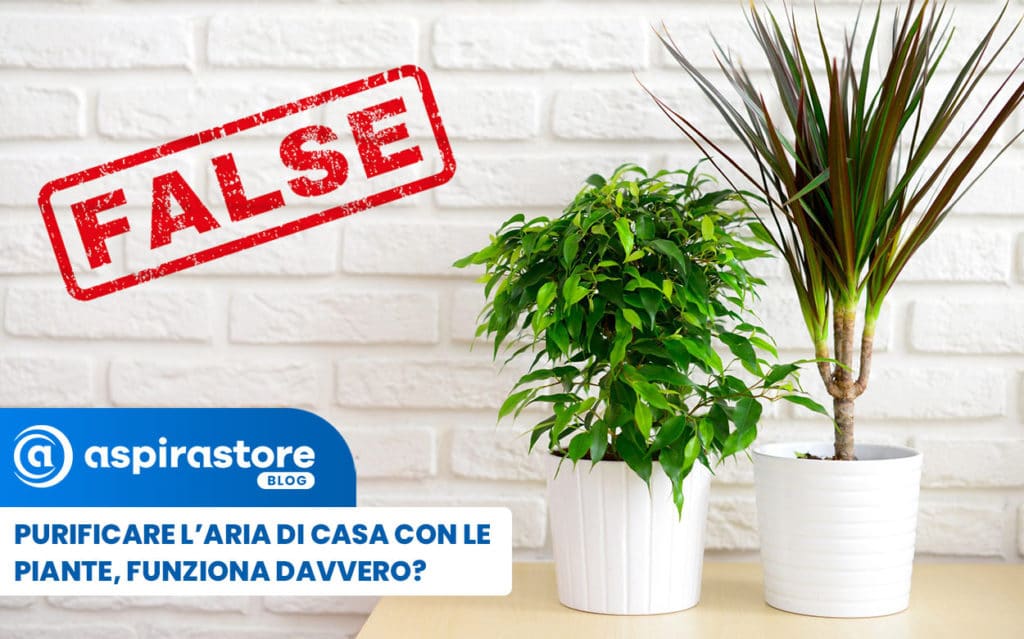 Purifica l'aria di casa con le piante funziona?